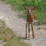 Fawn