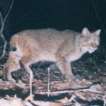 Bobcat